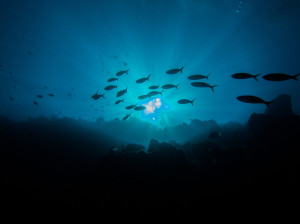 tau-nordsulawesi-unterwasser3.jpg